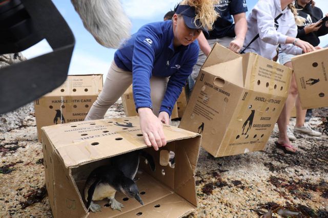 Penguin Care Team Recounts Penguin Release at SANCCOB Penguin Care Team Recounts Penguin Release at SANCCOB