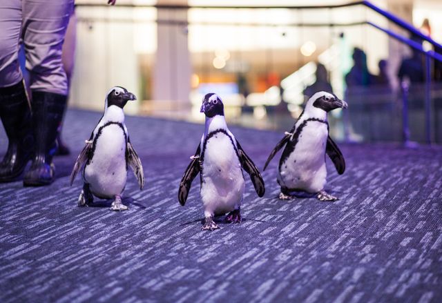 Waddle Over to Georgia Aquarium for New African Penguin Experience Waddle Over to Georgia Aquarium for New African Penguin Experience