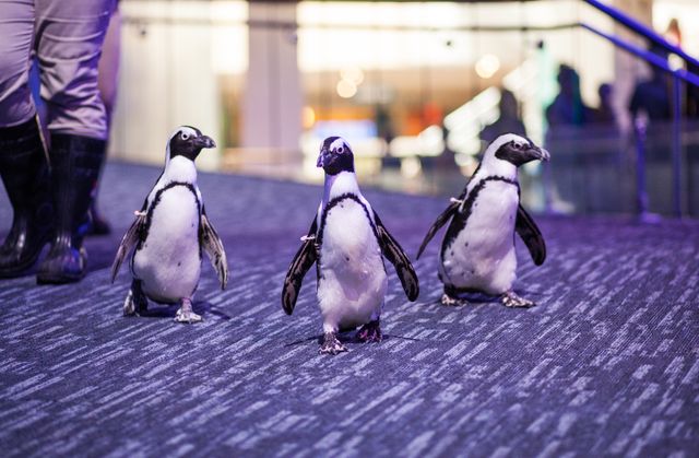 Waddle Walk 15