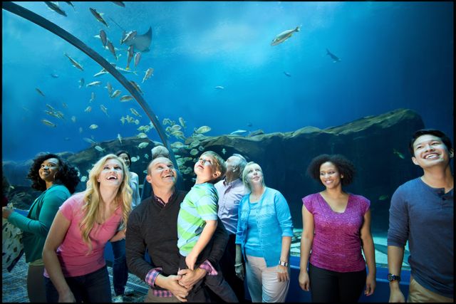 Top Five Things To Do at Georgia Aquarium This Summer Top Five Things To Do at Georgia Aquarium This Summer