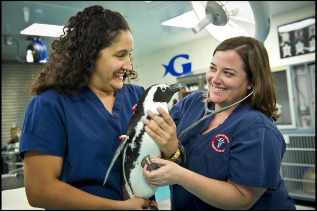International Veterinarians Meet for First Ever Conference in Atlanta International Veterinarians Meet for First Ever Conference in Atlanta