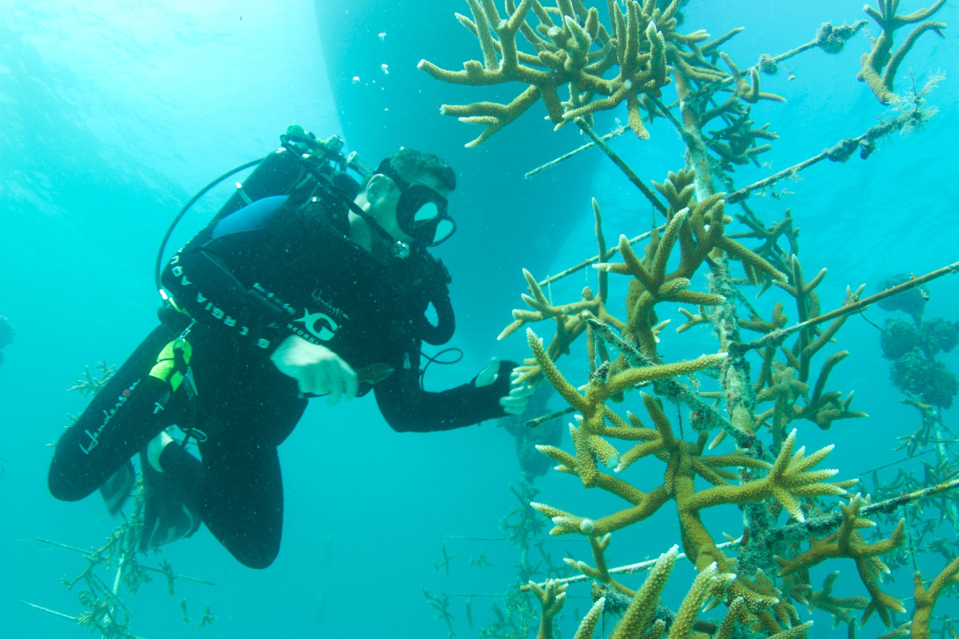 Aquarium Assists in Coral Reef Research and Restoration Efforts