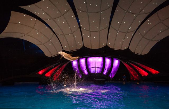 Georgia Aquarium Games Showcase Aquatic Animals Athleticism Georgia Aquarium Games Showcase Aquatic Animals Athleticism