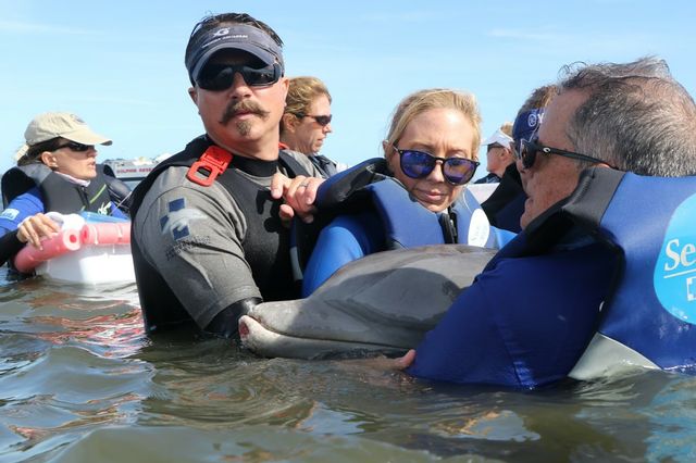 Dolphin Calf and Mother Safely Disentangled From Marine Debris in Banana River, Fla. Dolphin Calf and Mother Safely Disentangled From Marine Debris in Banana River, Fla.
