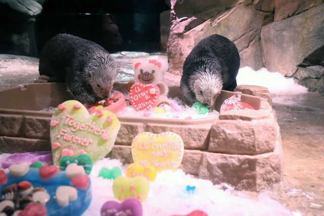 Southern Sea Otters Enjoy Valentine's Day Enrichment Southern Sea Otters Enjoy Valentine's Day Enrichment