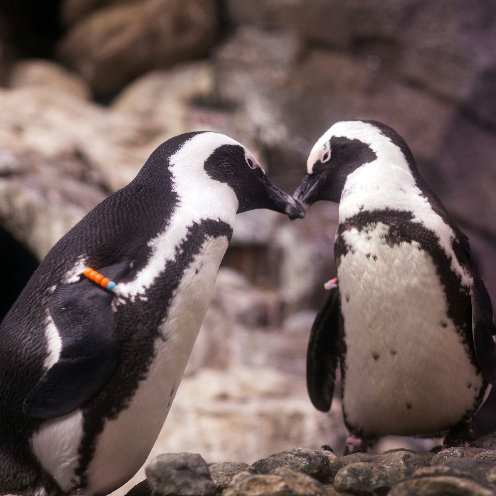 Campaign to Raise 150,000 For Penguin Conservation Kicks Off Today