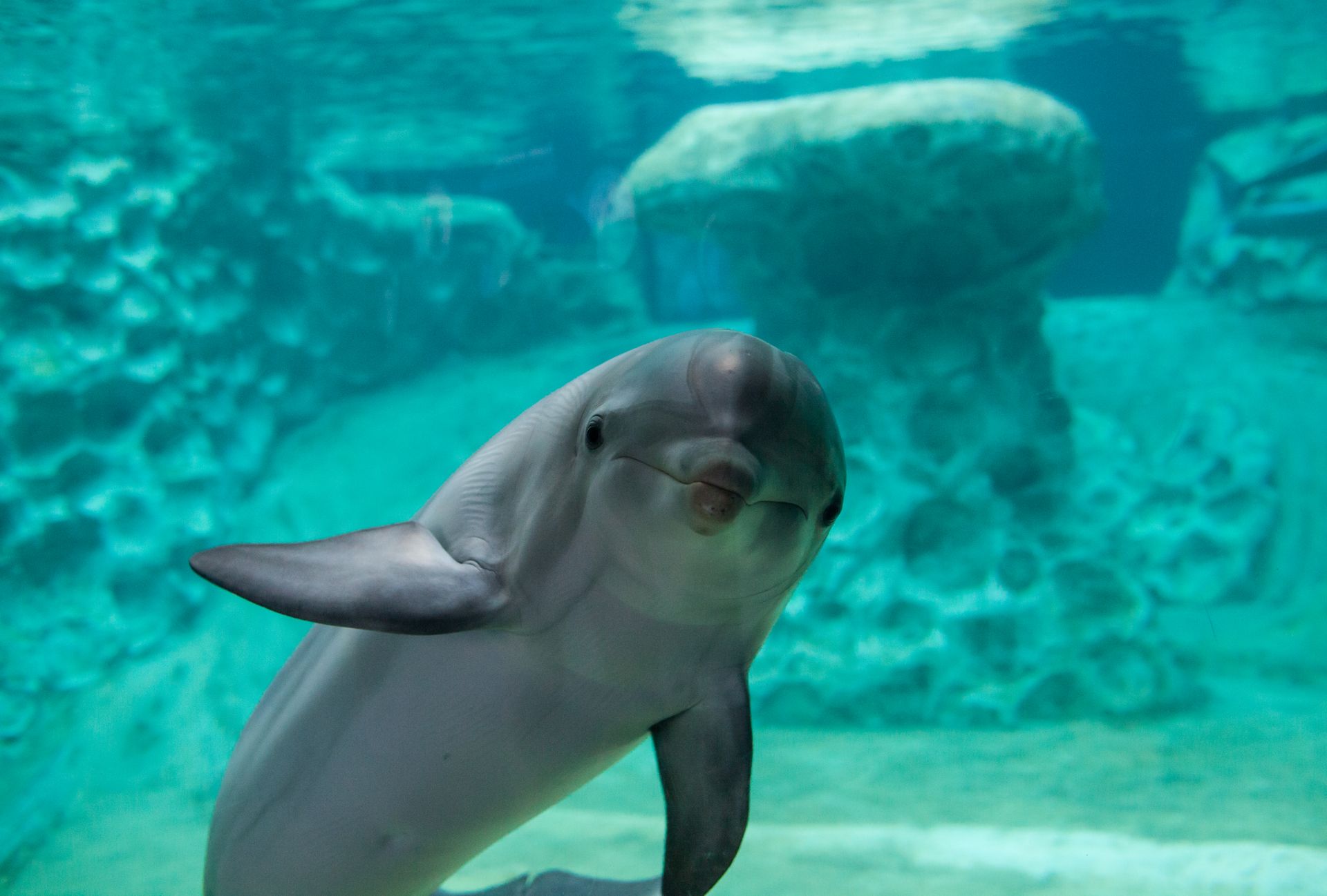 GAQ-Dolphin-41