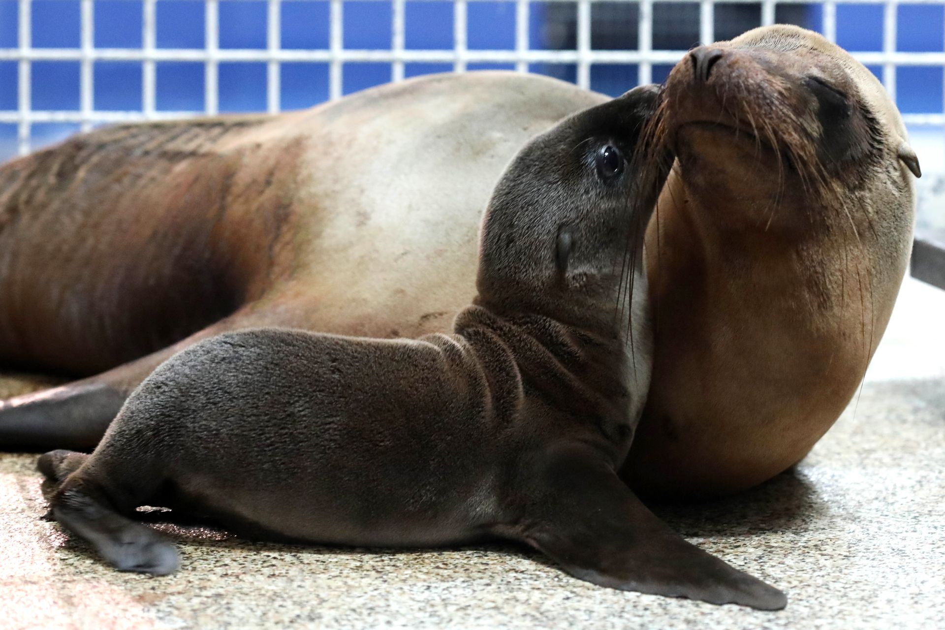 Sea Lion Pup Born at Aquarium Aquarium