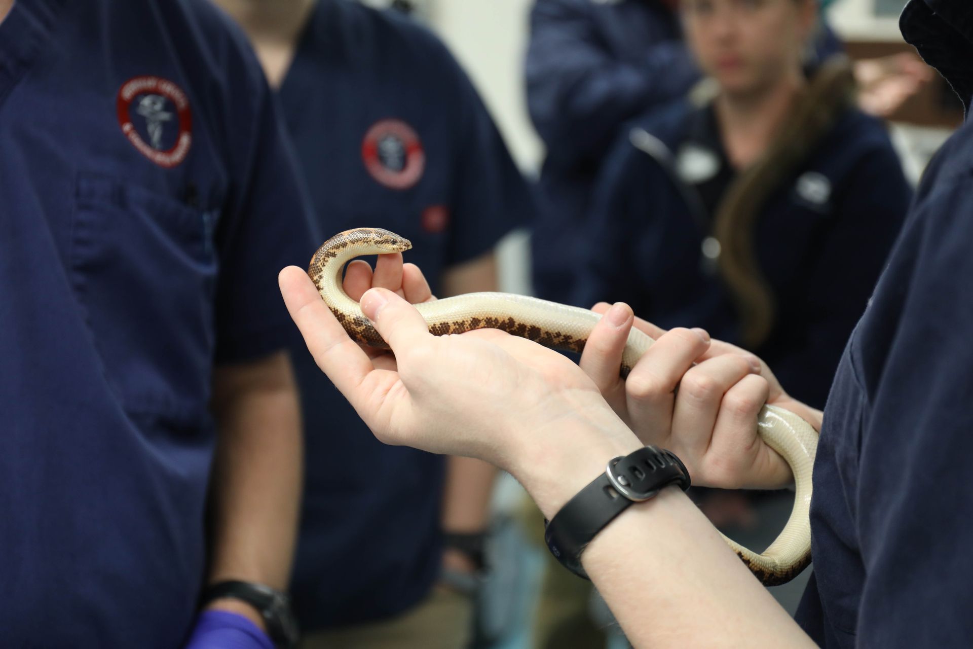 A Kenyan sand boa receives a full body examination by animal care experts at Georgia Aquarium. Sand Boa & Python Exam-11