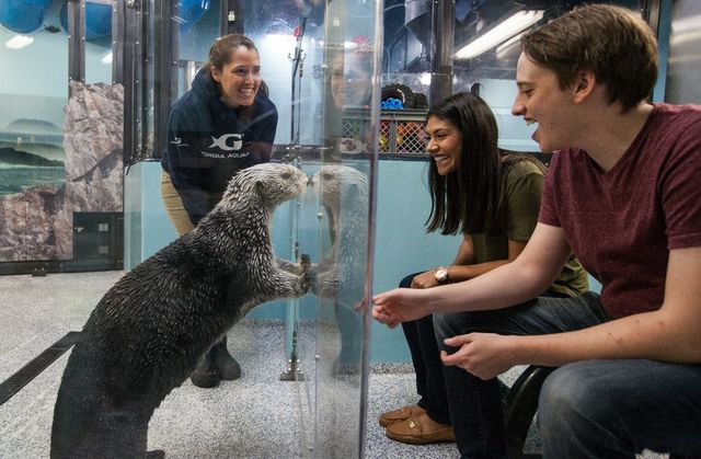 sEA oTTER