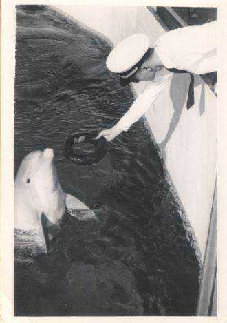 Very early dolphin interactive programming Very early dolphin interactive programming