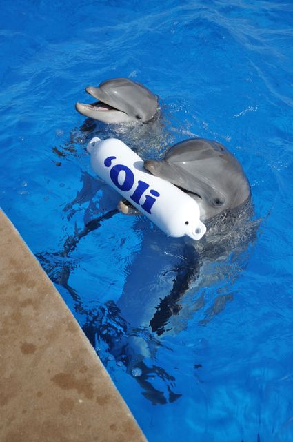 Calf 'Oli and his mom Lily 'Oli - 2017