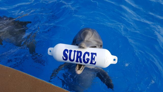 Roxy holding the buoy for her calf, Surge Roxy - 2017