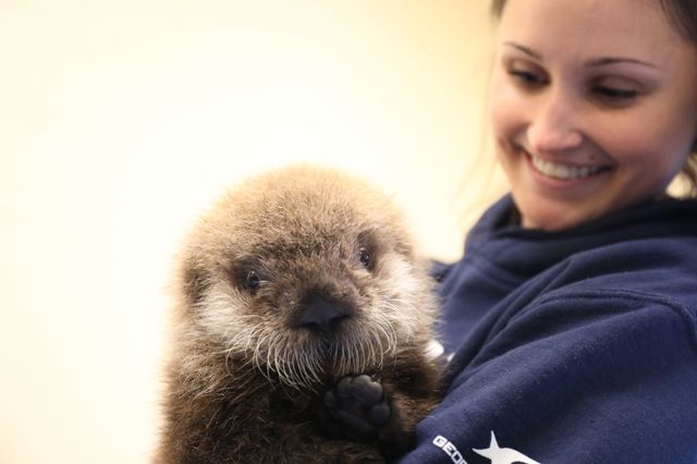 Care Like No “Otter” Care Like No “Otter”