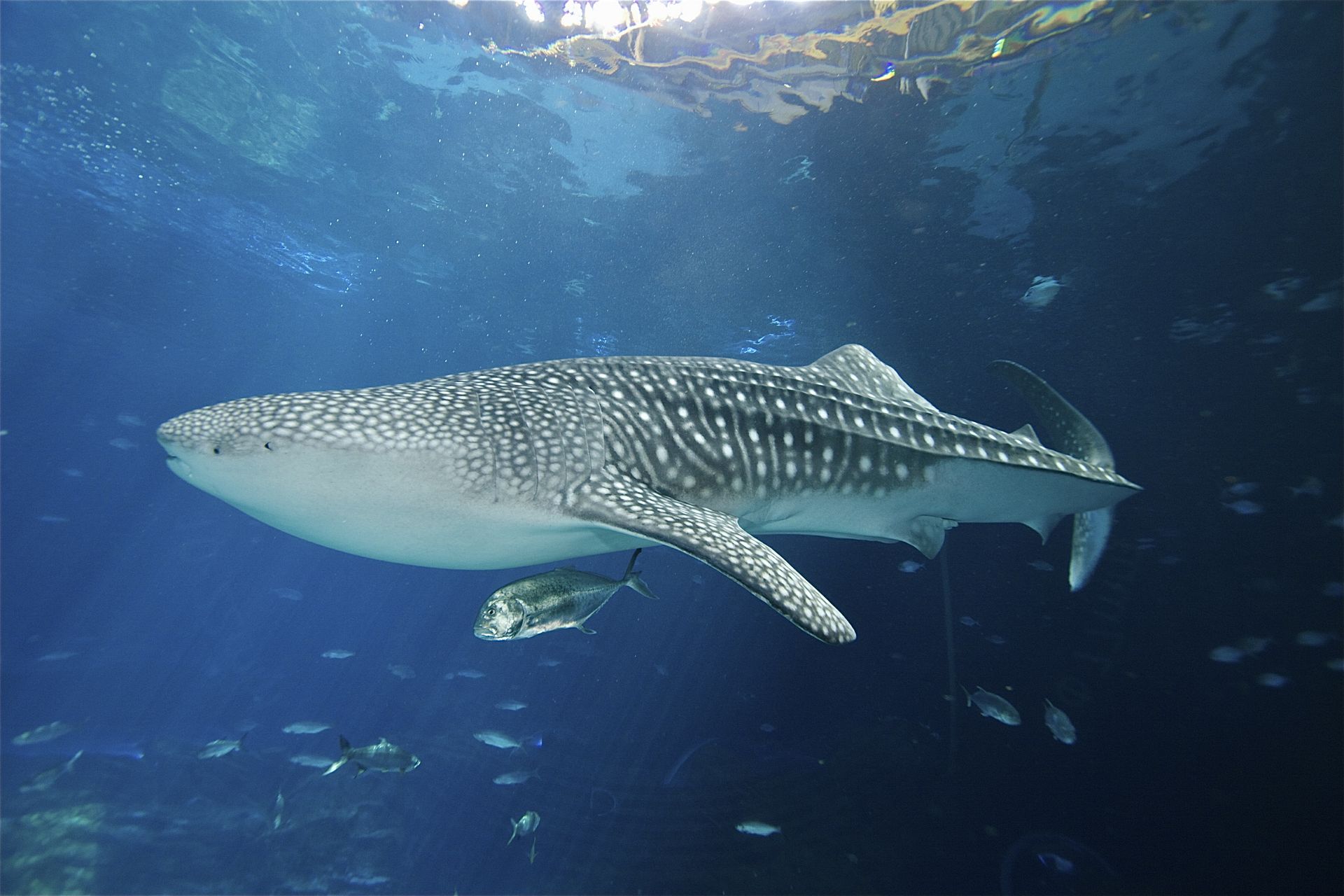 The Journey Begins A Promising Partnership for Whale Shark Research
