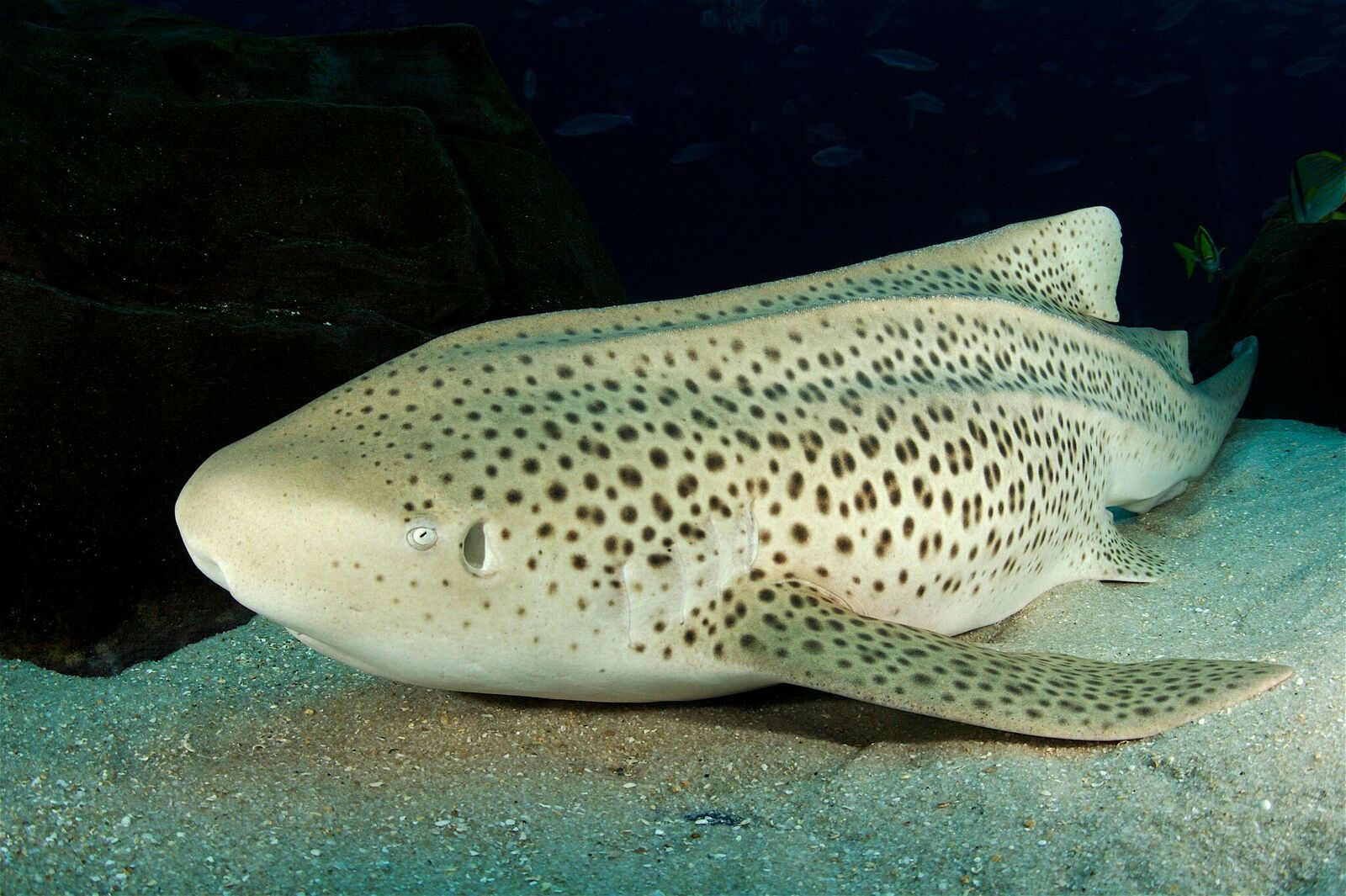 I want to see the face of this fish . : r/TheDepthsBelow