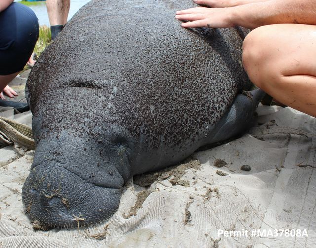 Georgia Health Assessment Project Adds Manatees, Gains Insight Georgia Health Assessment Project Adds Manatees, Gains Insight