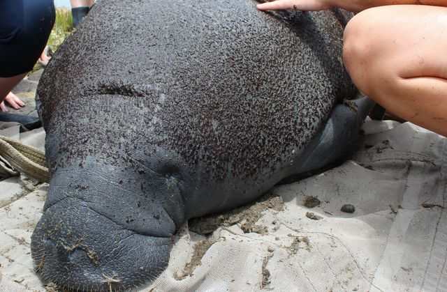 Georgia Health Assessment Project Adds Manatees, Gains Insight Georgia Health Assessment Project Adds Manatees, Gains Insight
