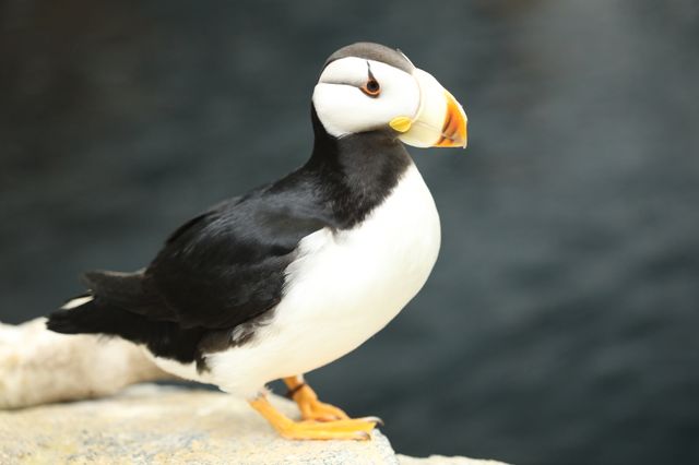 Puffins and Other Seabirds Coming Soon to Georgia Aquarium Puffins and Other Seabirds Coming Soon to Georgia Aquarium