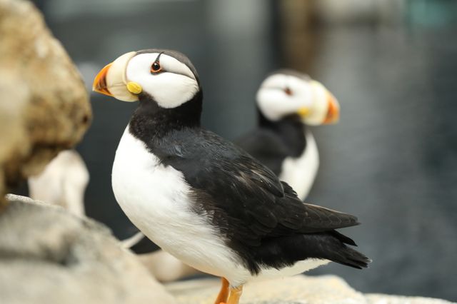Puffins, Murres, Guillemots – Oh My! Seabirds Coming to Georgia Aquarium Puffins, Murres, Guillemots – Oh My! Seabirds Coming to Georgia Aquarium