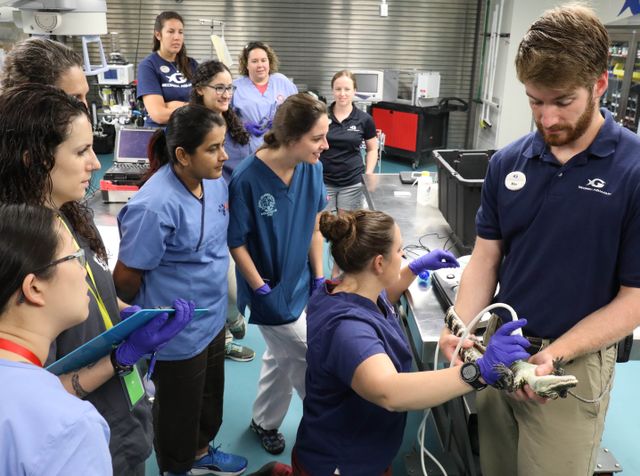 AQUAVET® Students Participate in Fish and Reptile Exams at Georgia Aquarium AQUAVET® Students Participate in Fish and Reptile Exams at Georgia Aquarium
