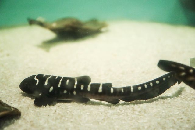Zebra Shark Pup