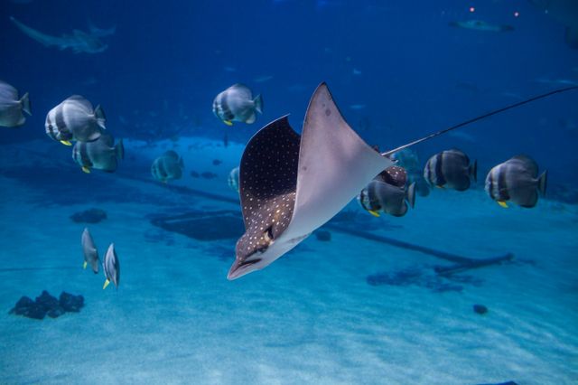 Spotted Eagle Ray