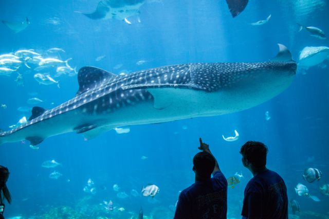Big Fish, Big Celebration: Georgia Aquarium Hosts Whale Shark Day Activities Big Fish, Big Celebration: Georgia Aquarium Hosts Whale Shark Day Activities