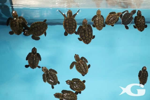More Than 50 Sea Turtles Welcomed at Georgia Aquarium from Hurricane Irma Evacuation More Than 50 Sea Turtles Welcomed at Georgia Aquarium from Hurricane Irma Evacuation