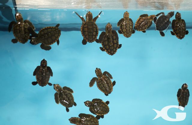 More Than 50 Sea Turtles Welcomed at Georgia Aquarium from Hurricane Irma Evacuation More Than 50 Sea Turtles Welcomed at Georgia Aquarium from Hurricane Irma Evacuation