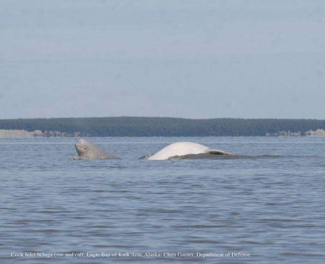 Aquariums Fund New Research to Save Endangered Belugas Aquariums Fund New Research to Save Endangered Belugas