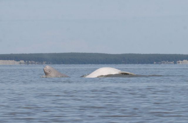 Aquariums Fund New Research to Save Endangered Belugas Aquariums Fund New Research to Save Endangered Belugas