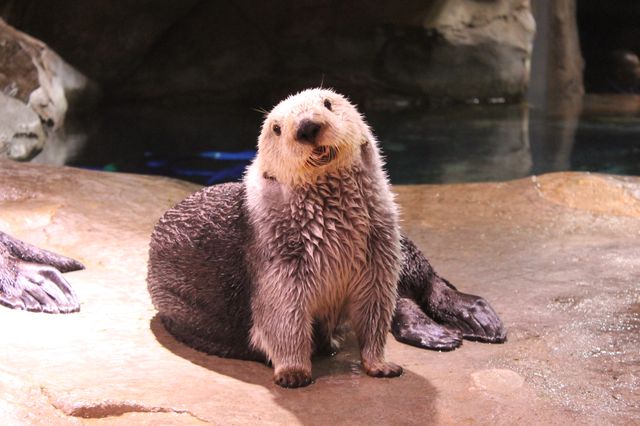 Celebrate Sea Otter Awareness Week Celebrate Sea Otter Awareness Week