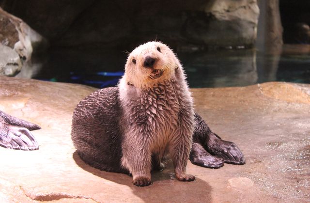 Celebrate Sea Otter Awareness Week Celebrate Sea Otter Awareness Week