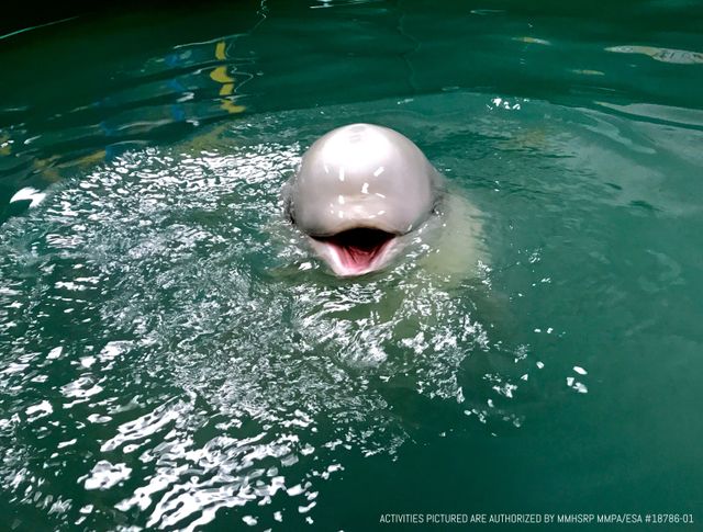 UPDATES: Rescued Critically Endangered Beluga Whale Calf, Tyonek UPDATES: Rescued Critically Endangered Beluga Whale Calf, Tyonek
