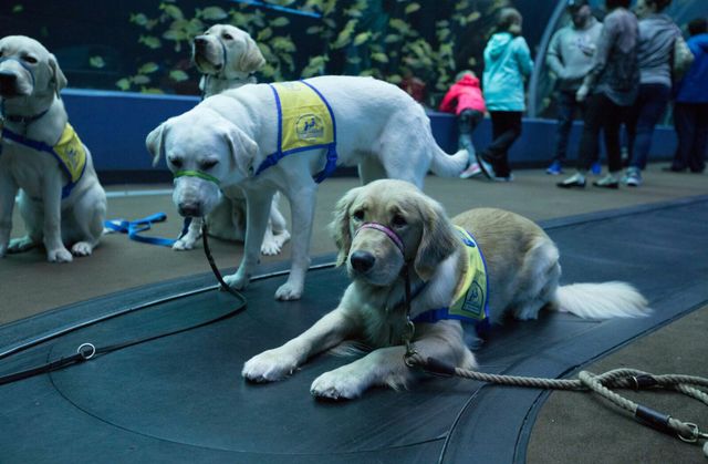 GAQ-Service-Dogs-154_preview