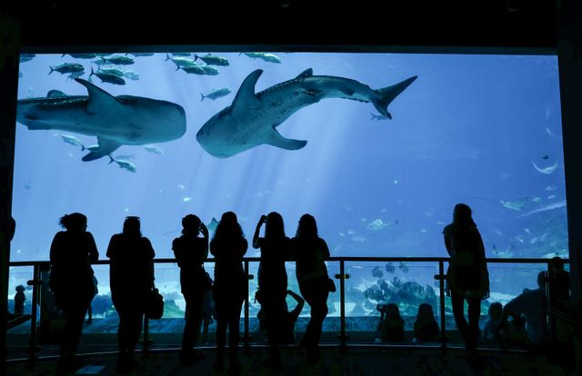 5 Ways you Can Get Involved with Georgia Aquarium 5 Ways you Can Get Involved with Georgia Aquarium