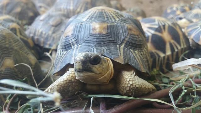 Turtle Survival Alliance Launches Rescue Mission to Nearly 11,000 Critically Endangered Radiated Tortoises Discovered in Massive Poaching Bust Turtle Survival Alliance Launches Rescue Mission to Nearly 11,000 Critically Endangered Radiated Tortoises Discovered in Massive Poaching Bust