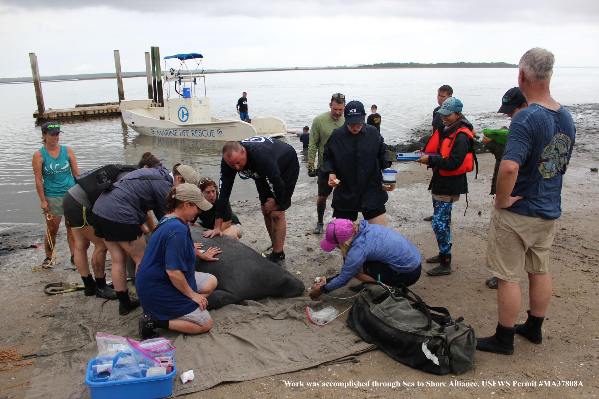 Four Manatees In Georgia Receive Satellite Tags | Georgia Aquarium