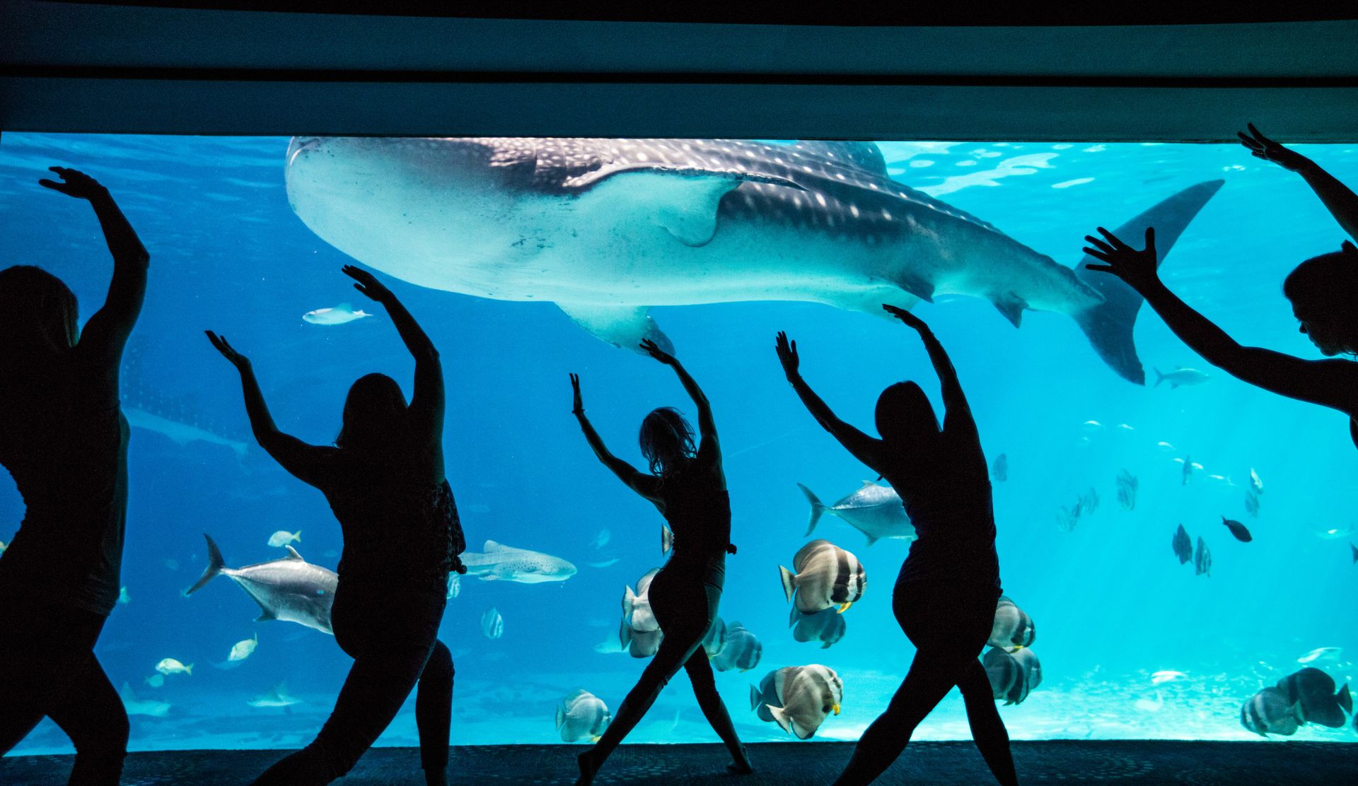 Splash into a Summer of Fun Aquarium