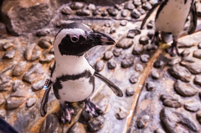 Waddle You Know? It's African Penguin Awareness Day! Waddle You Know? It's African Penguin Awareness Day!
