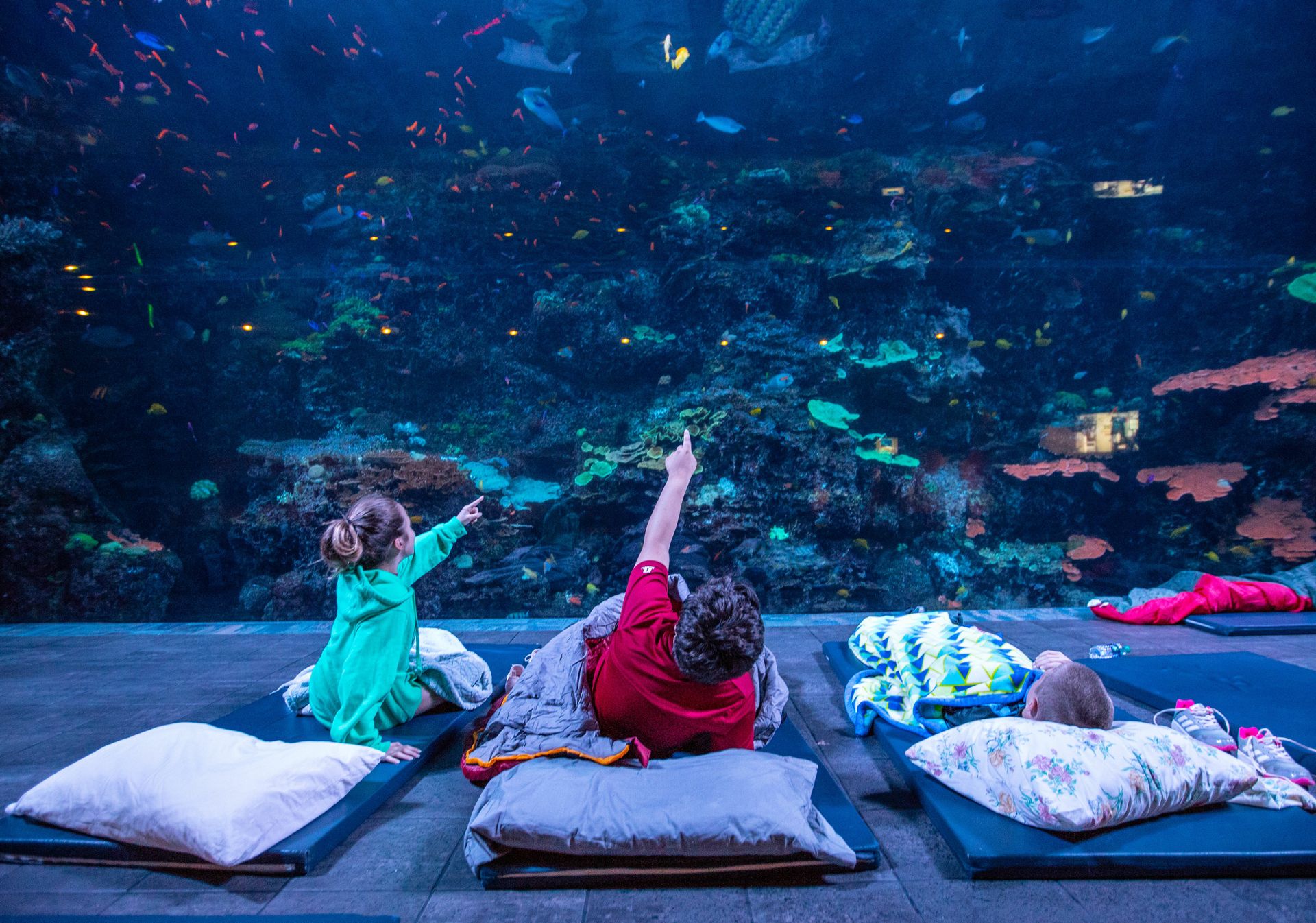Make Waves With Us This Summer Aquarium