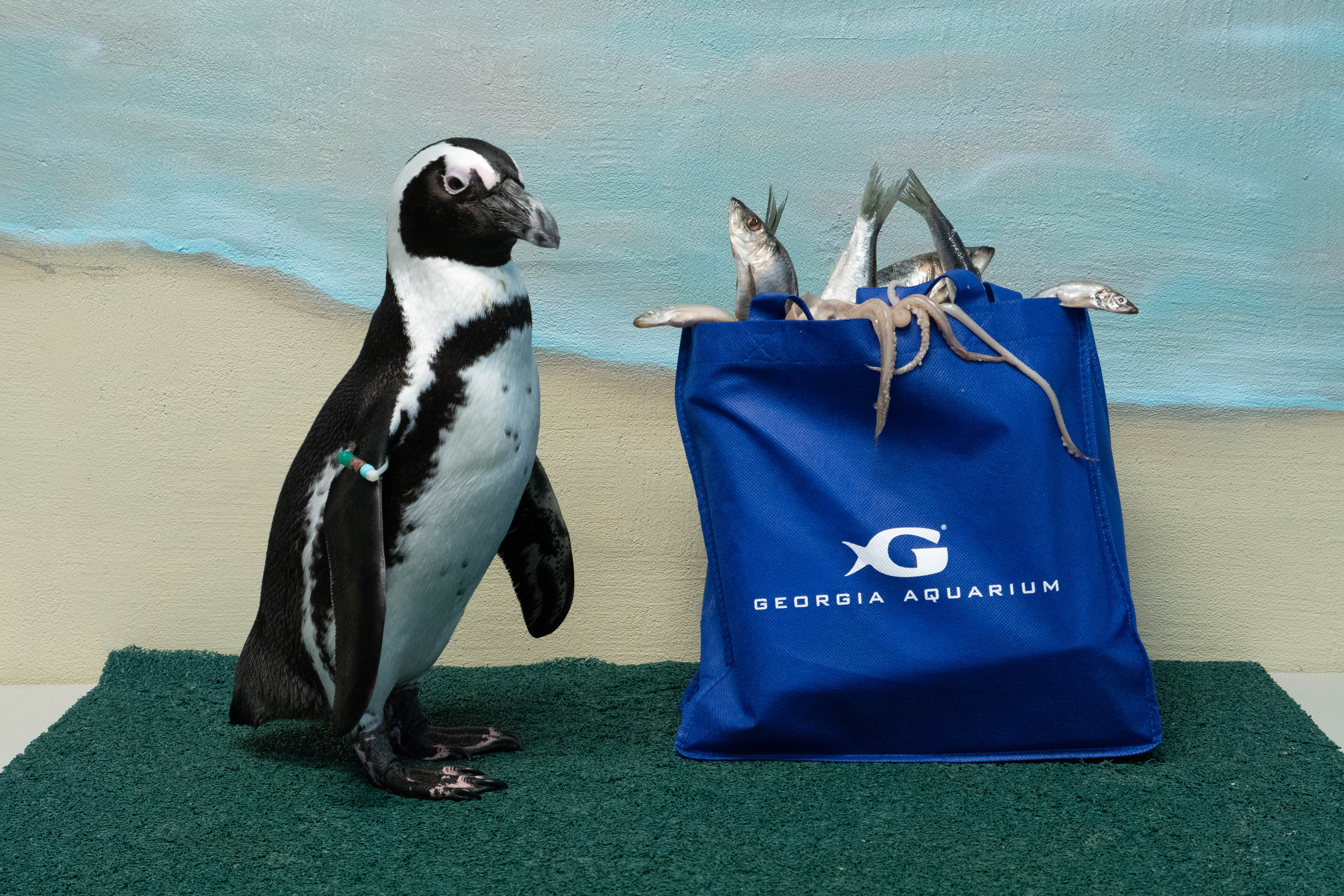 Reusable Bag - Penguin-2