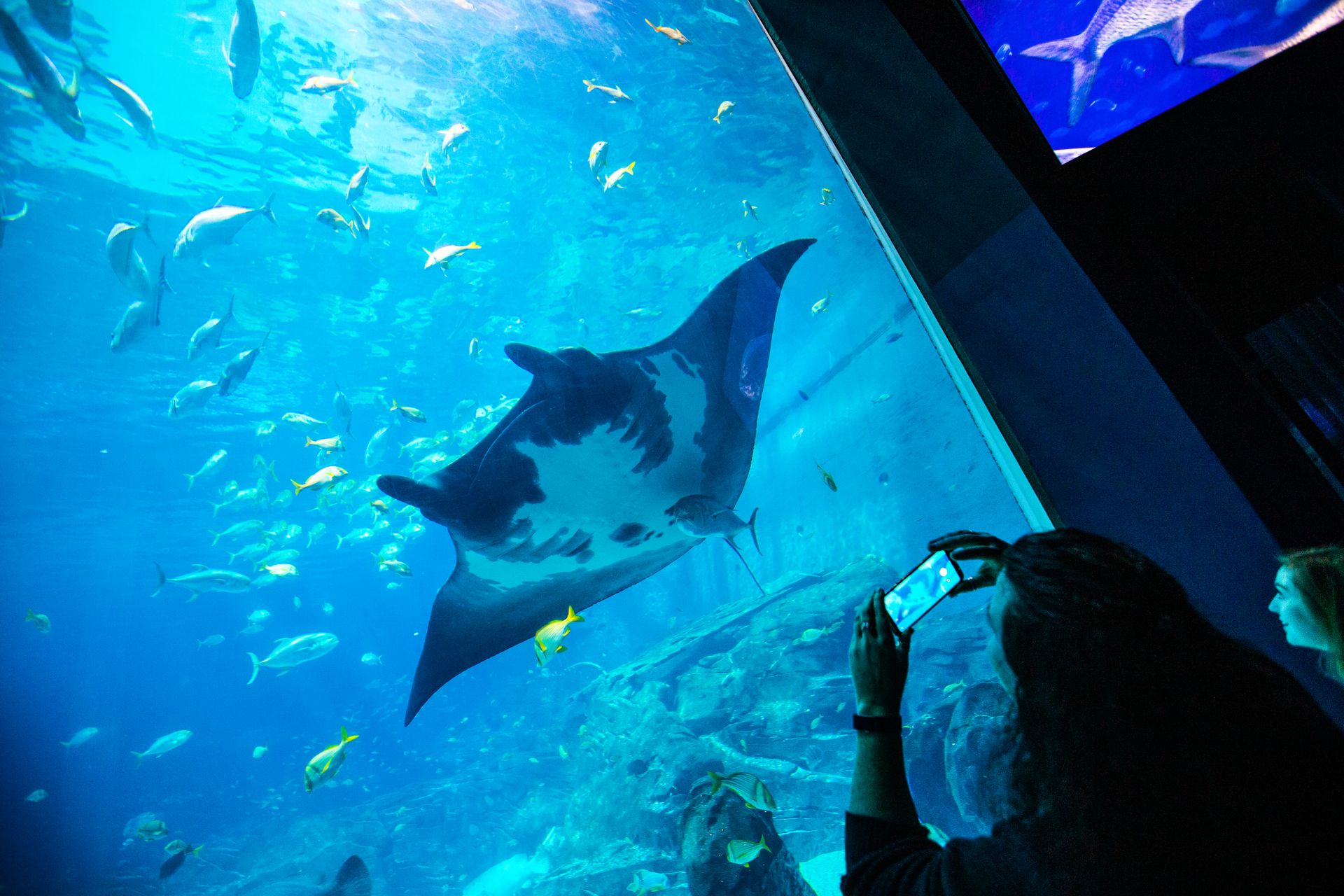 The Instagrammer's Guide to Aquarium Aquarium