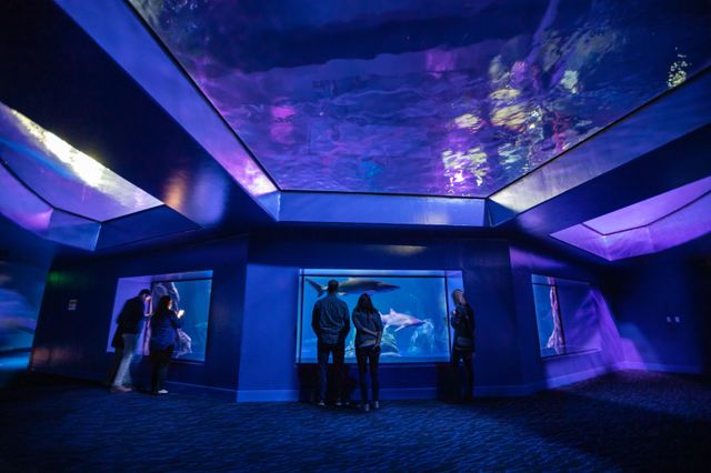 Georgia Aquarium’s 2020 Holiday Gift Guide Georgia Aquarium’s 2020 Holiday Gift Guide