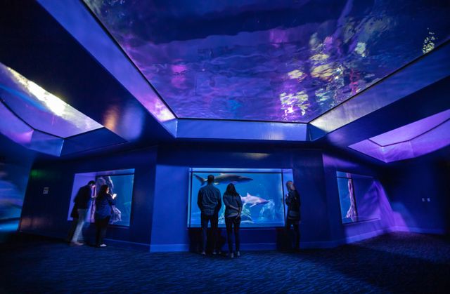 Georgia Aquarium’s 2020 Holiday Gift Guide Georgia Aquarium’s 2020 Holiday Gift Guide