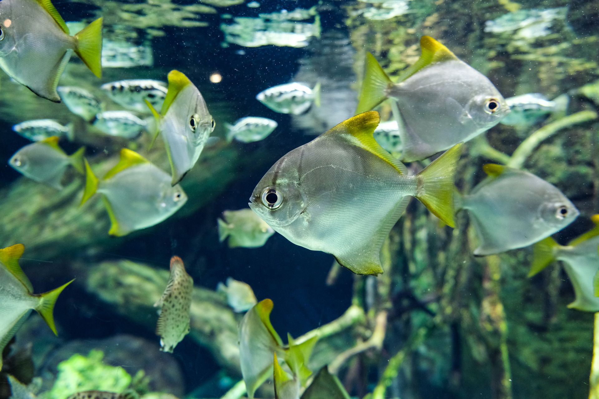 Aquarium Fish School Project Aquarium