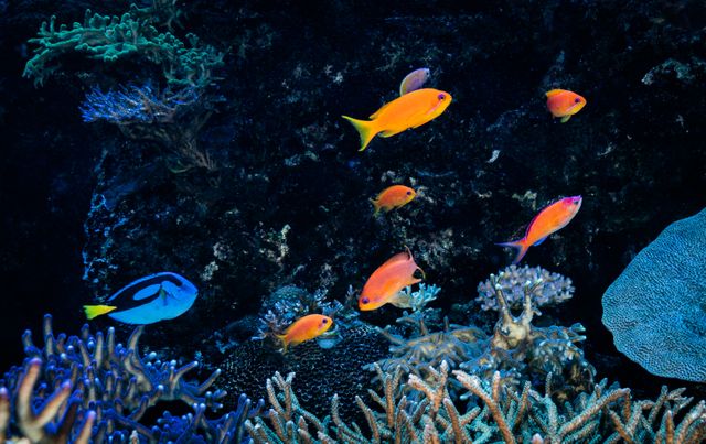 Georgia Aquarium is Your Free Online Learning Resource Georgia Aquarium is Your Free Online Learning Resource