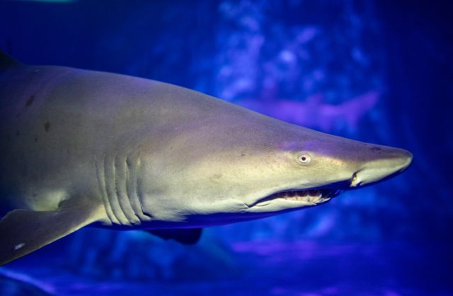 SHARKS! Predators of the Deep | Georgia Aquarium