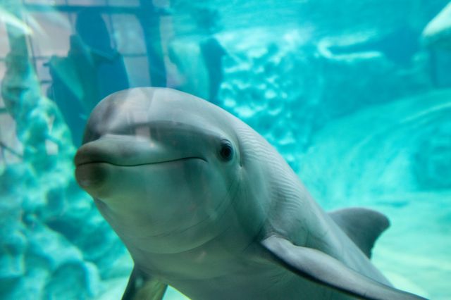 Georgia Aquarium Shares Results of Largest-ever Cetacean Welfare Study Georgia Aquarium Shares Results of Largest-ever Cetacean Welfare Study